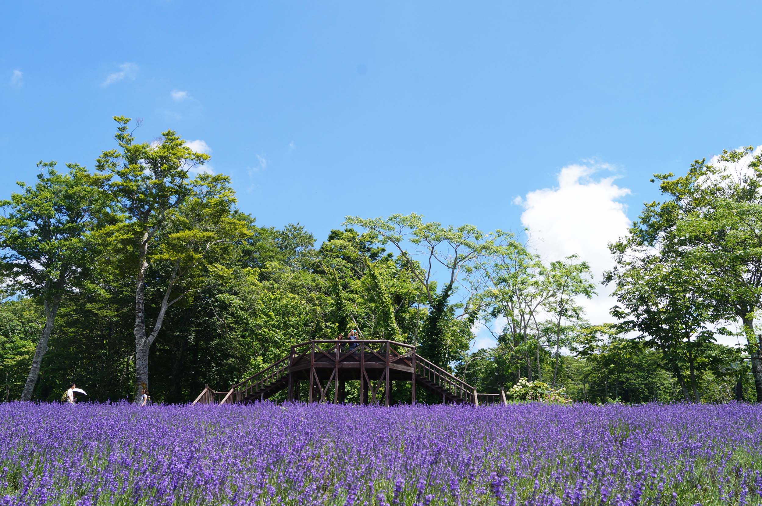 たんばらラベンダーパーク