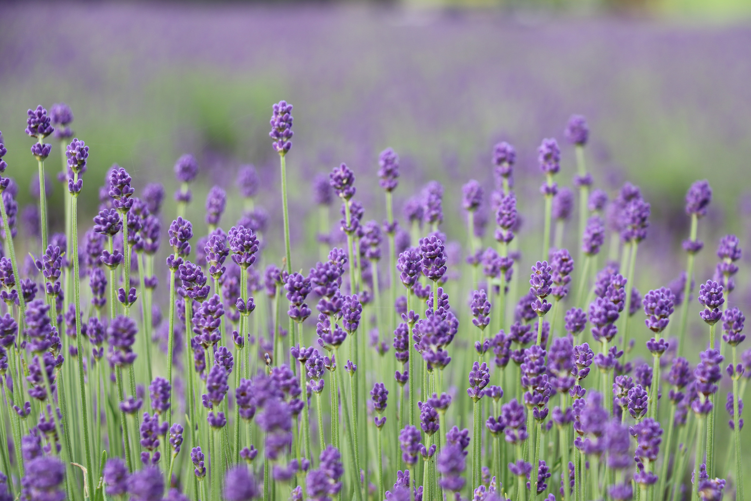 たんばらラベンダーパーク