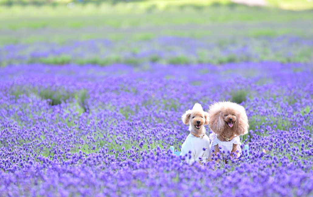たんばらラベンダーパーク