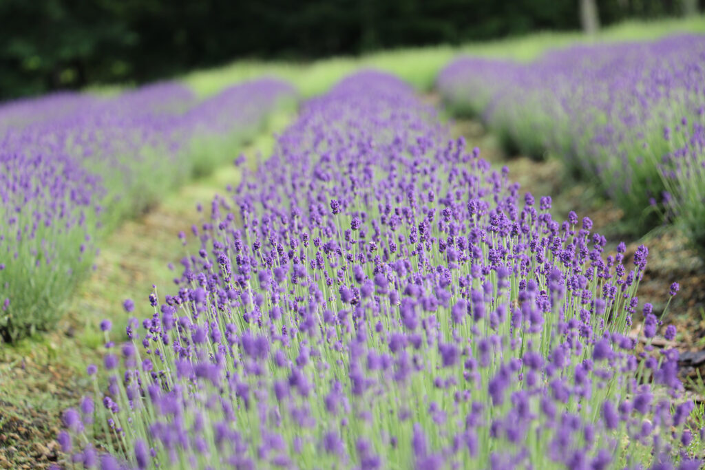 たんばらラベンダーパーク