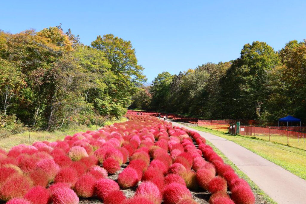 たんばらコキアガーデン